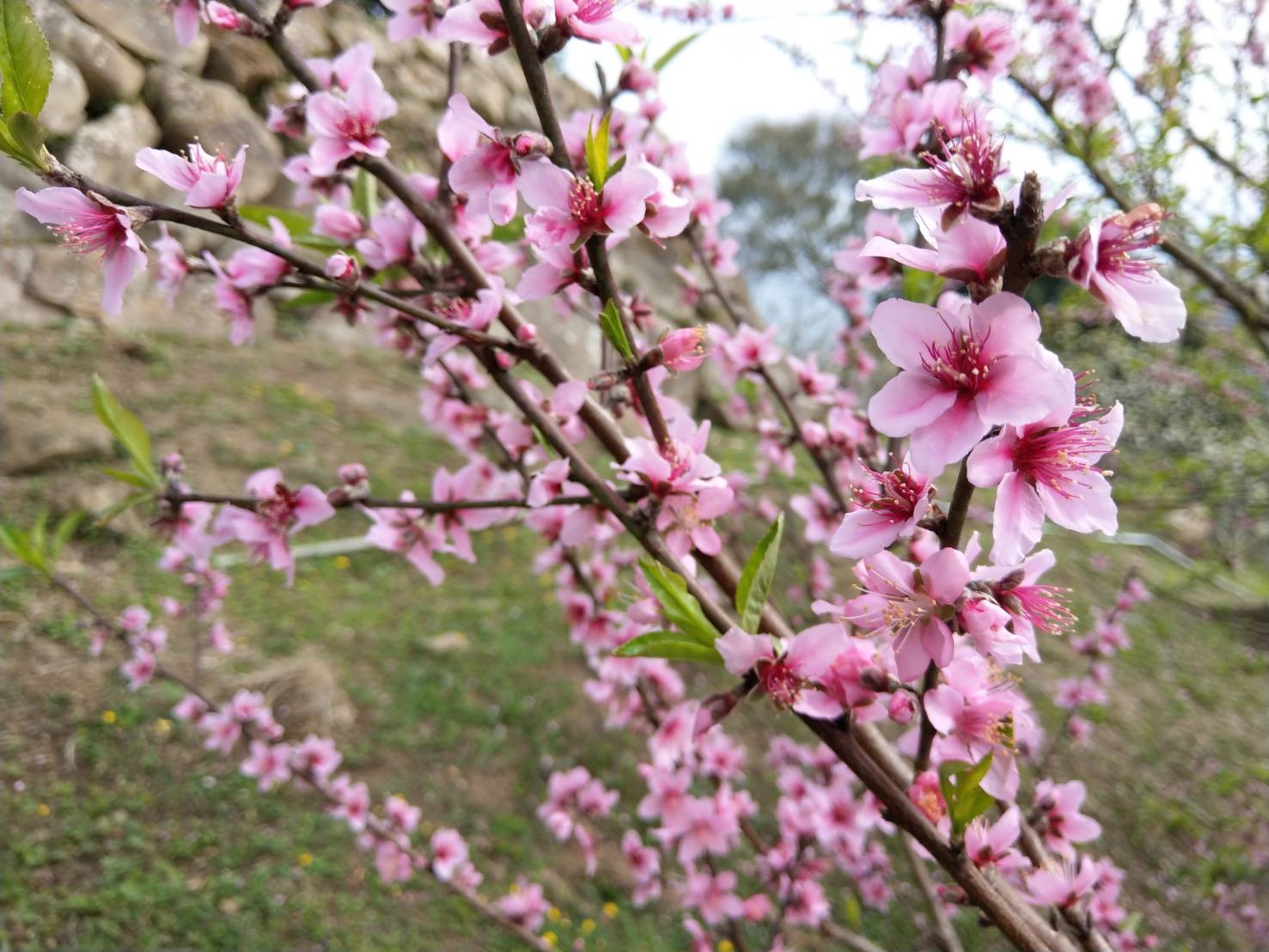 櫻花