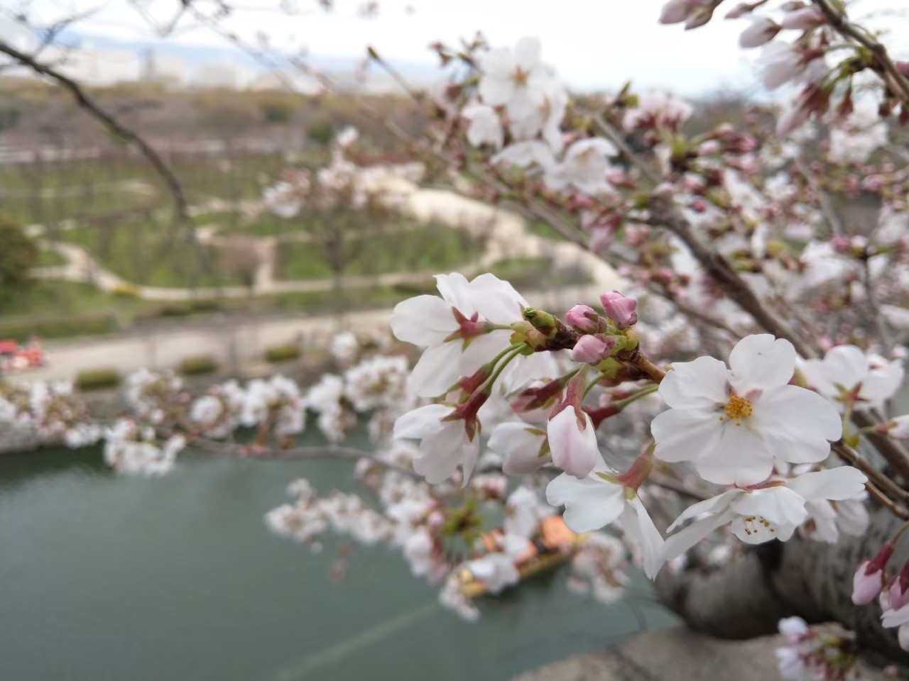 櫻花