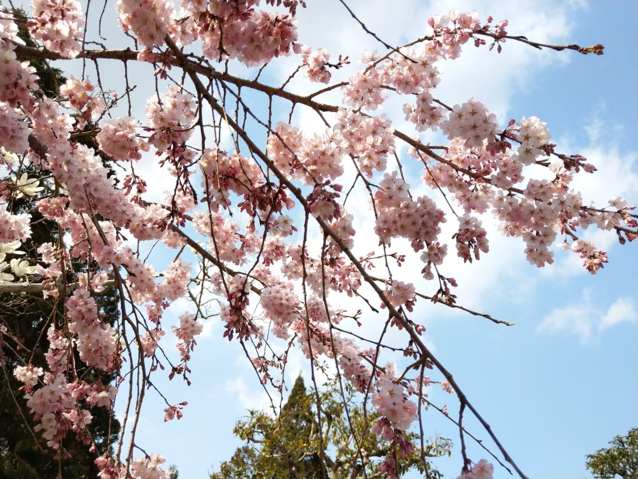 櫻花
