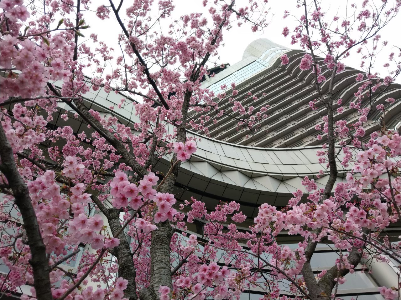 櫻花