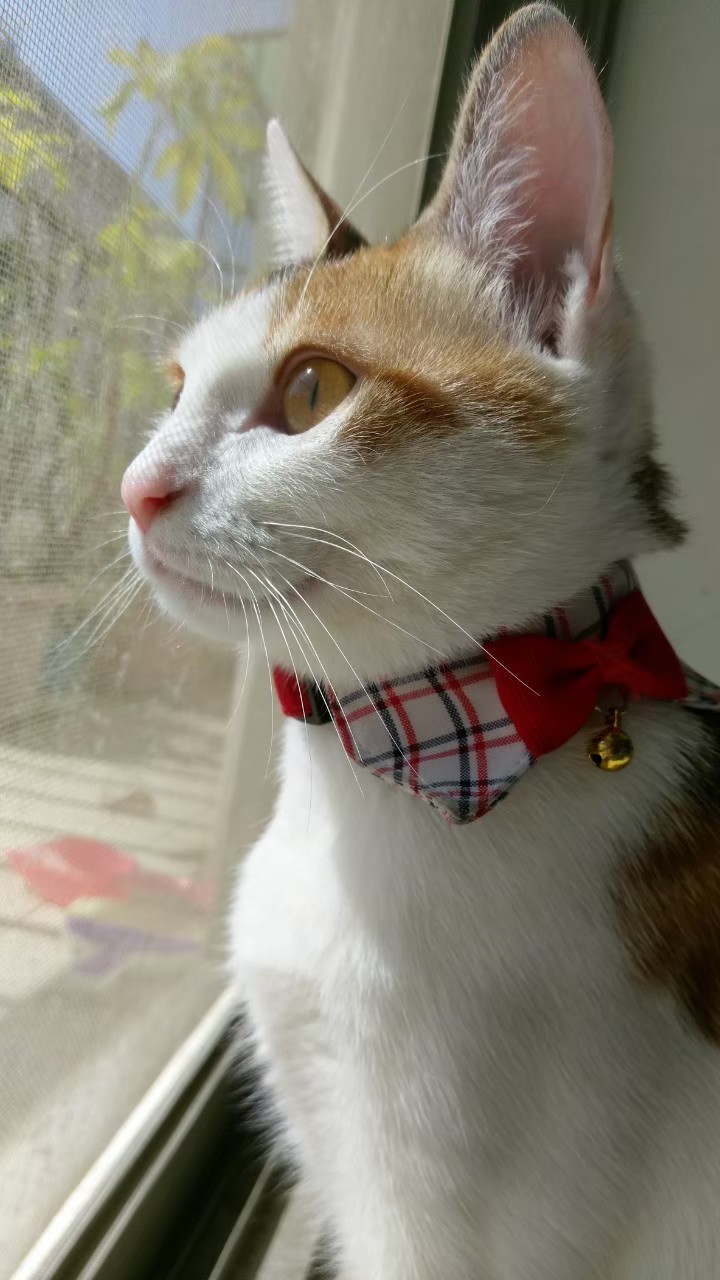 貓咪