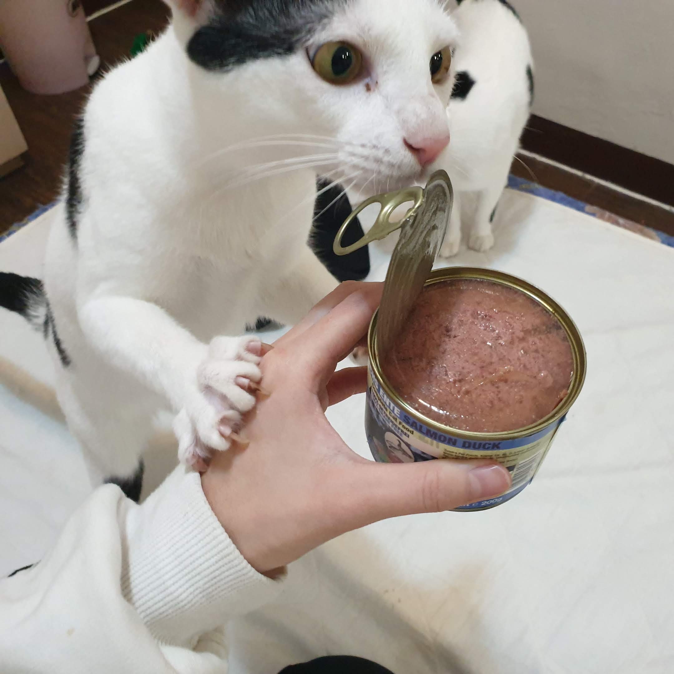 貓咪濕食、毛癮、貓咪喝水、貓喝水、狗喝水