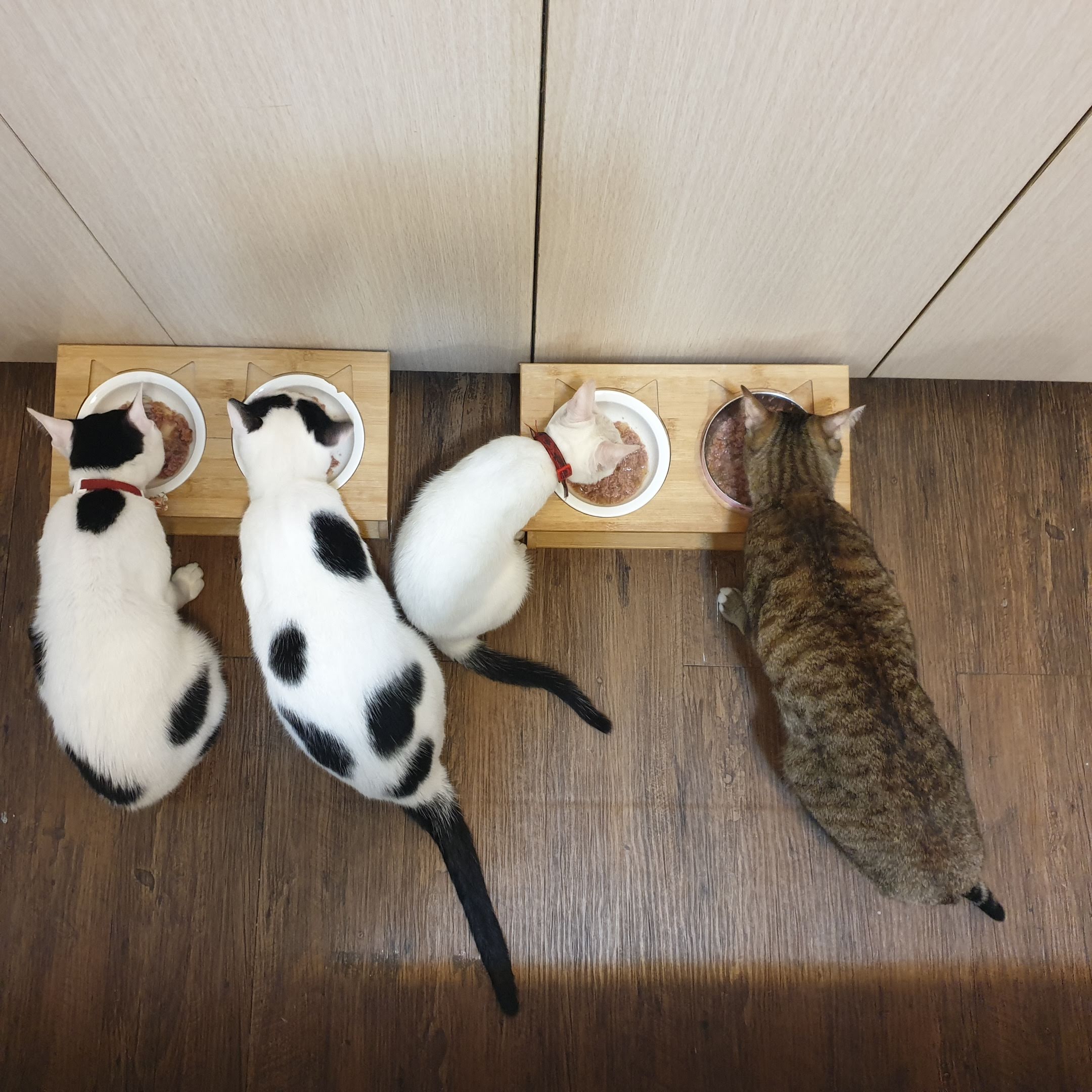毛癮、犬貓專用飲料