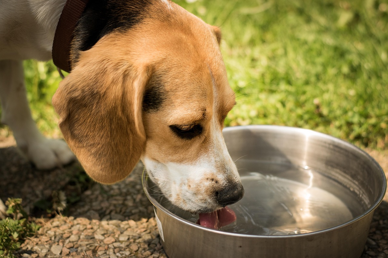 犬貓雞湯、貓咪飲料、狗狗飲料、毛癮、寵物雞湯、寵物飲料