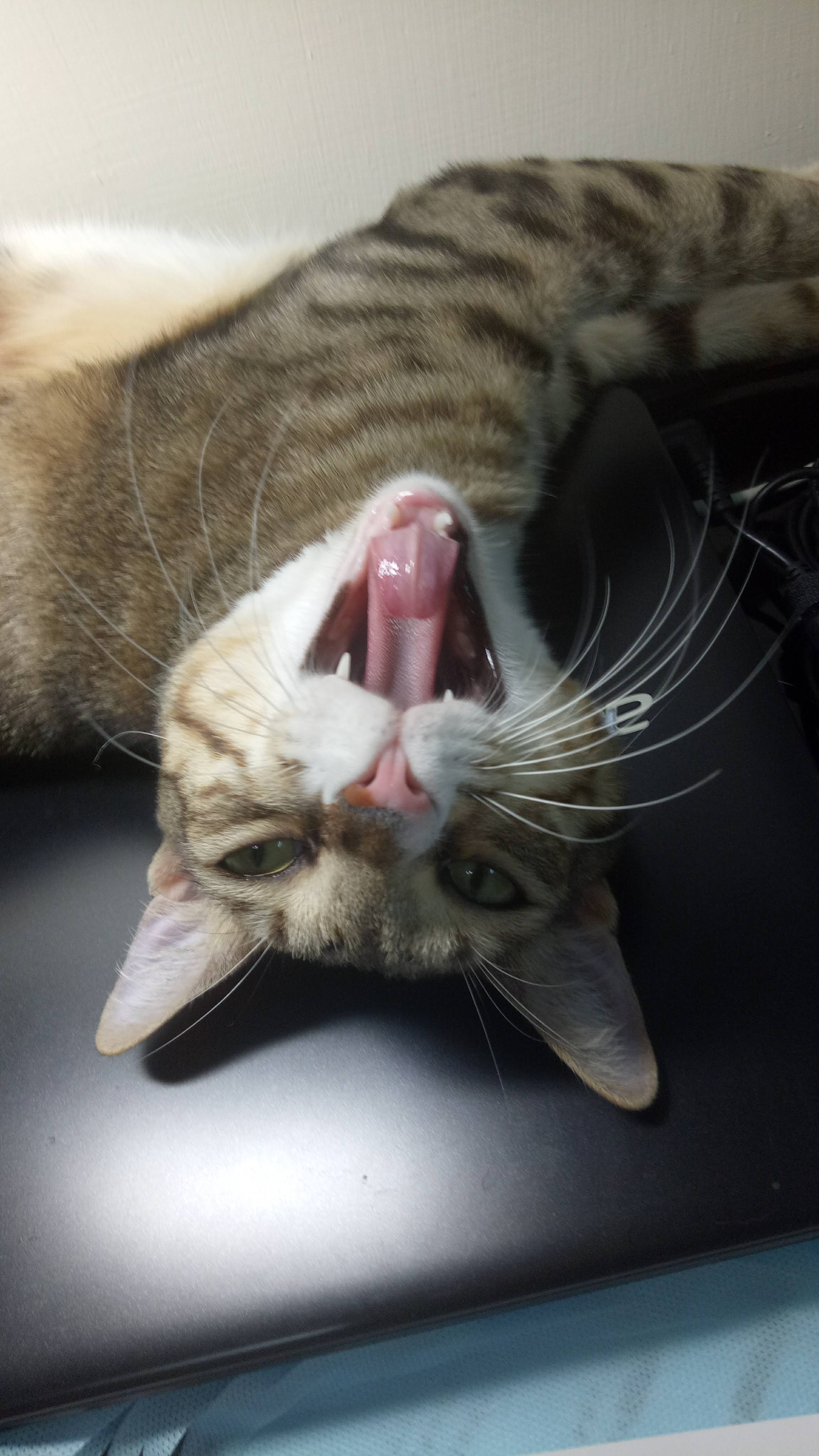 NICO、貓打哈欠