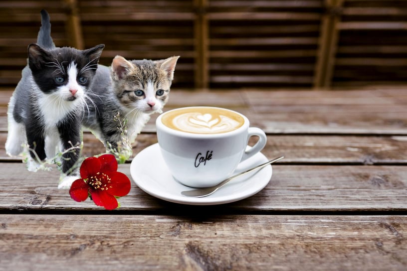 貓咪咖啡廳